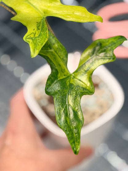 ALOCASIA NYCTERIS "BATWING" AUREA VARIEGATED