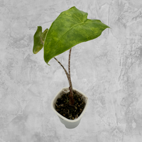 Zebrina Aurea