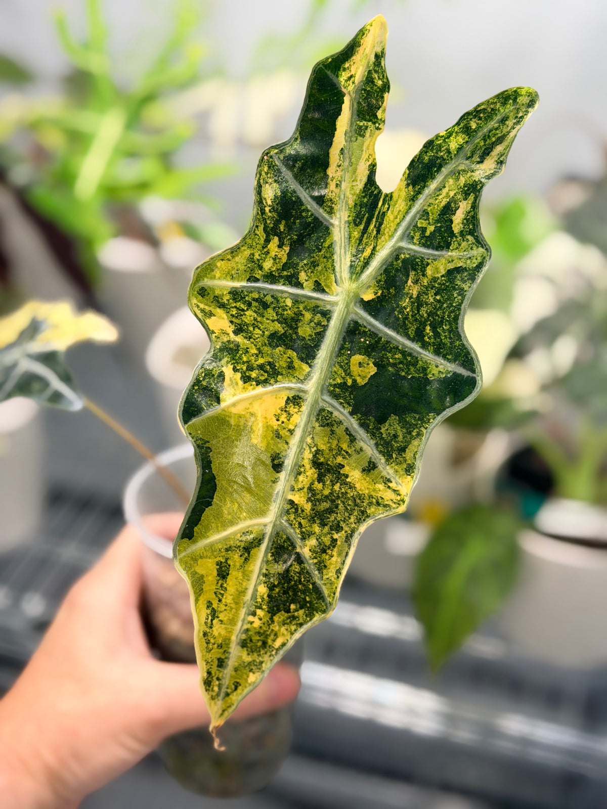 Alocasia sanderiana Aurea Variegated, yellow-gold sectors across deeply lobed kris-edged leaves