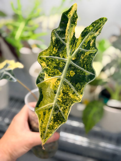 Alocasia sanderiana Aurea Variegated, yellow-gold sectors across deeply lobed kris-edged leaves