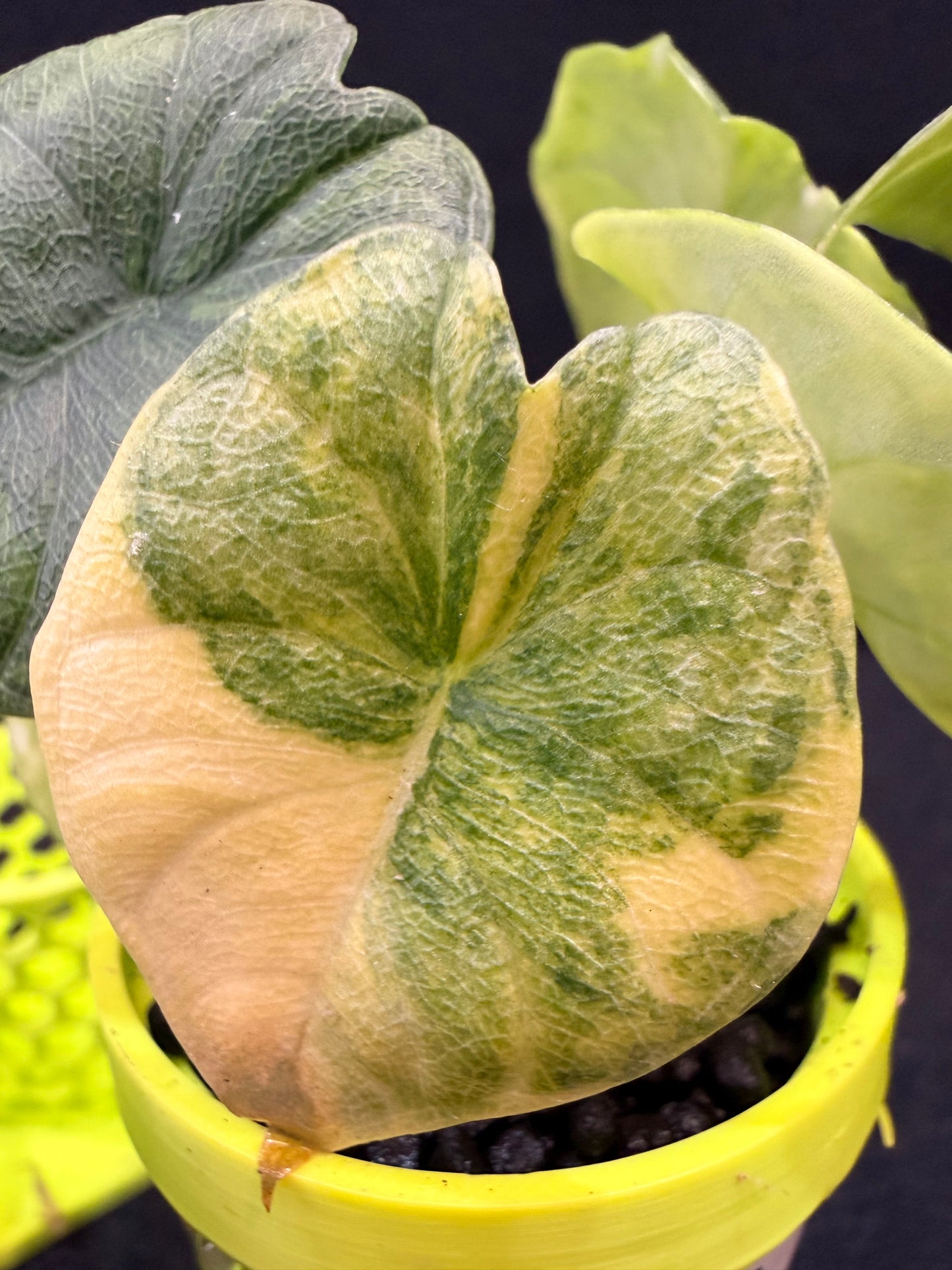 ALOCASIA MELO AUREA