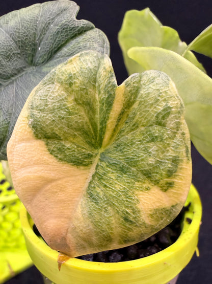 ALOCASIA MELO AUREA