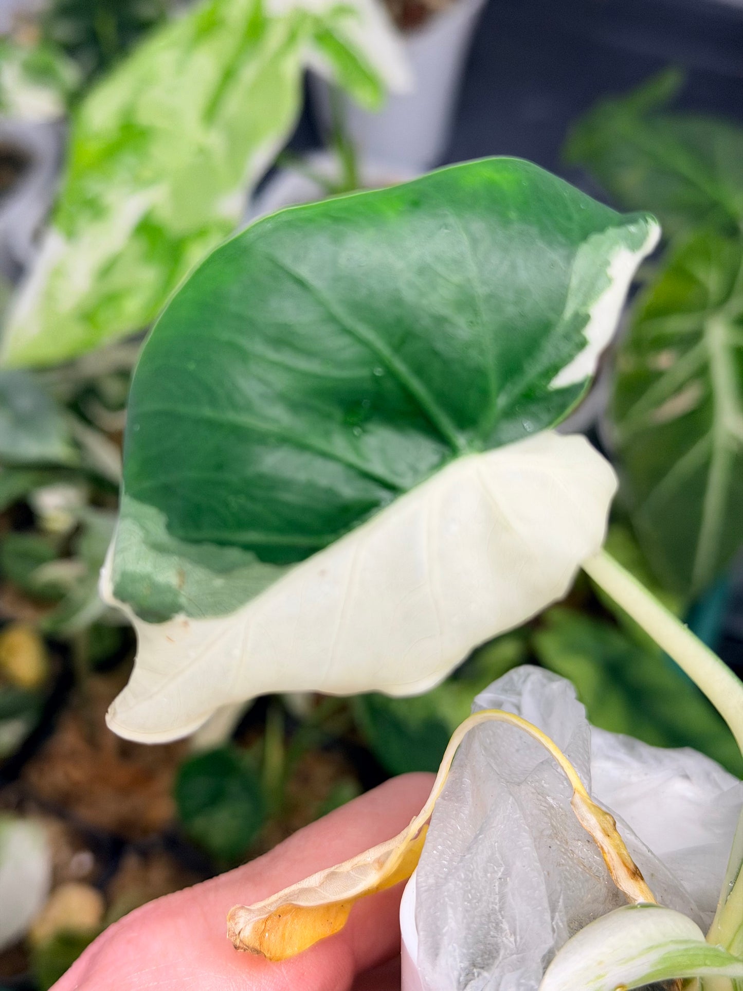 ALOCASIA ODORA OKINAWA SILVER ALBO
