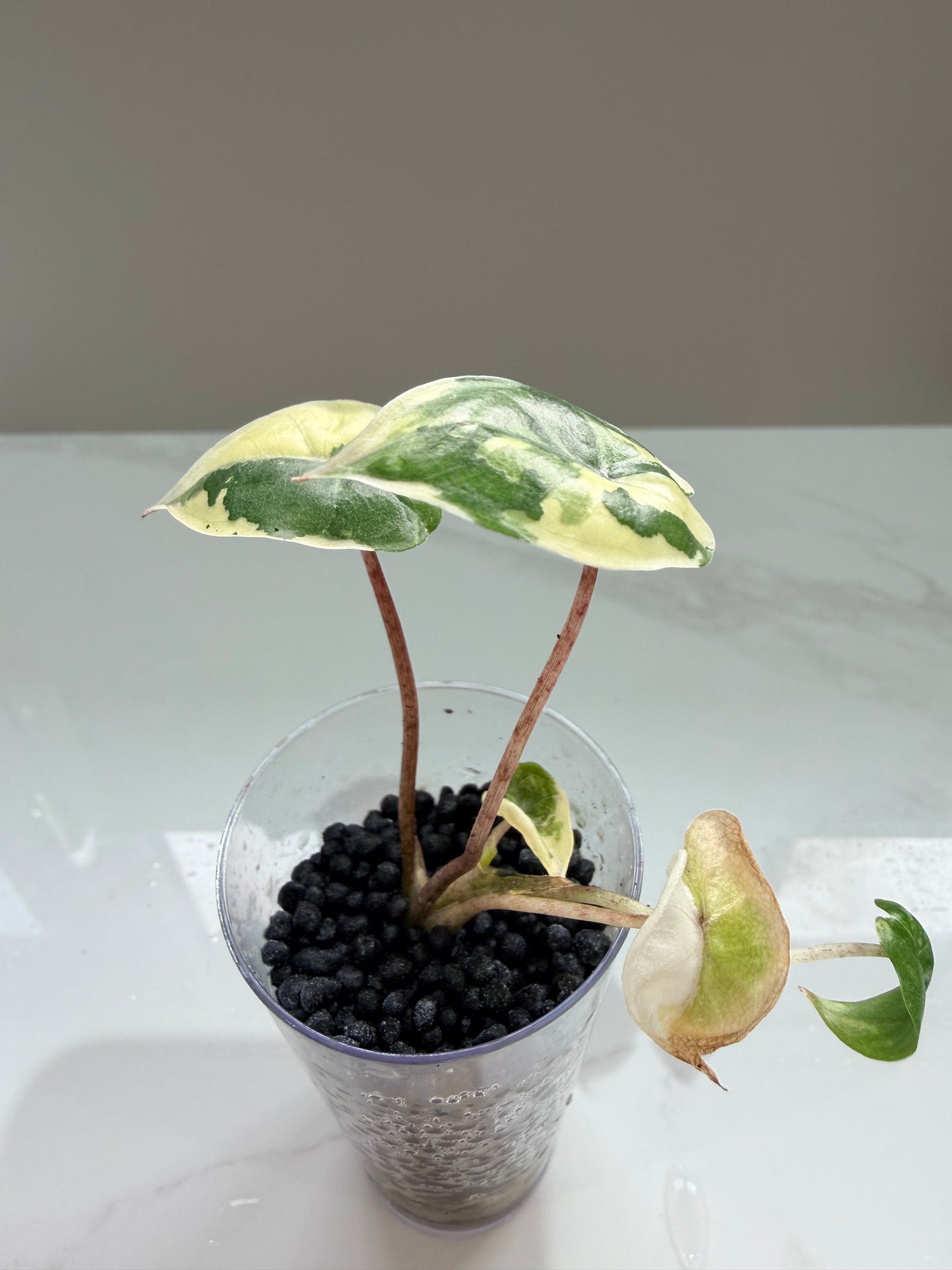Alocasia Yucatan Princess Pink Variegated
