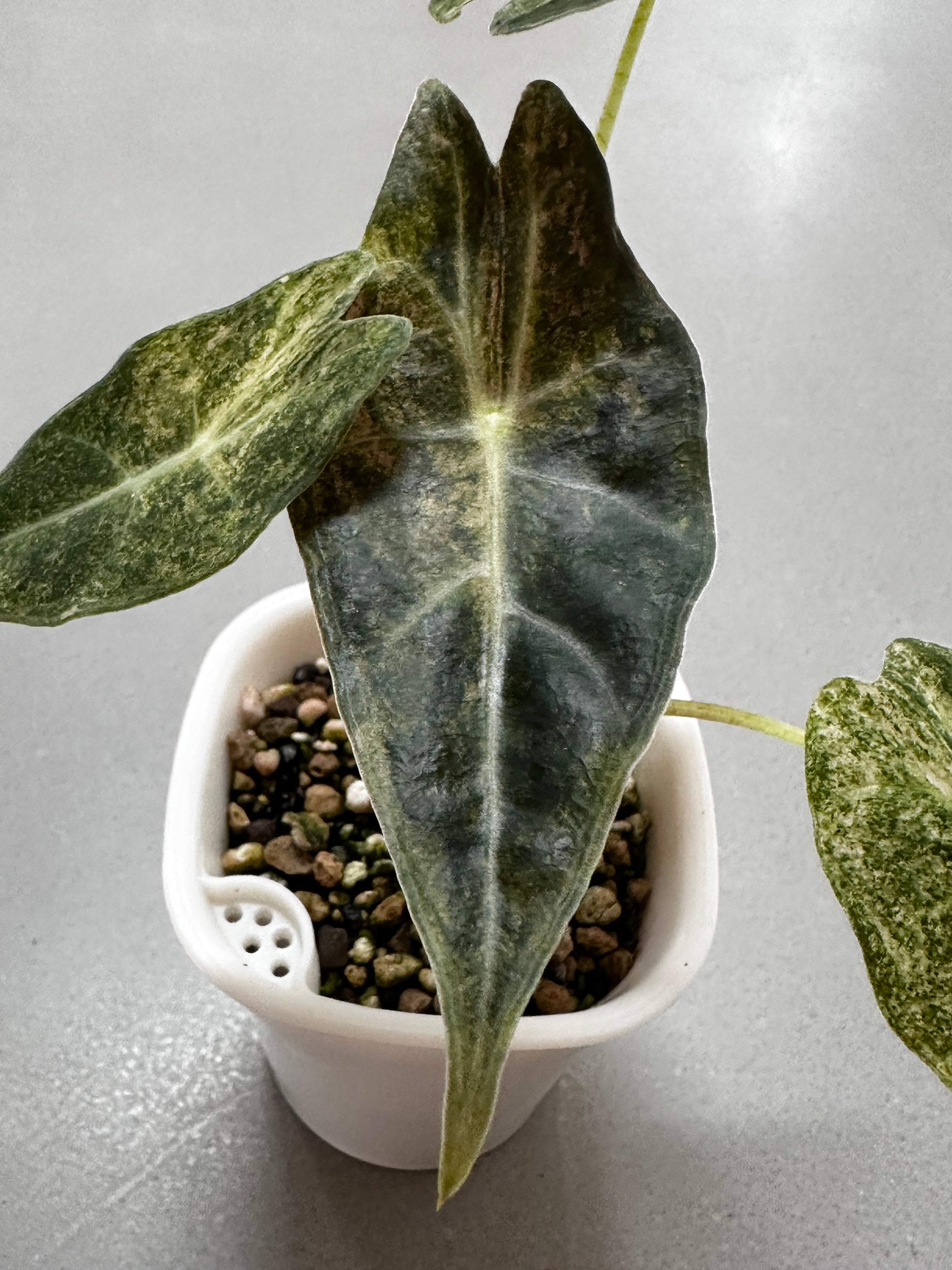 Rare Alocasia Longiloba Satun – Stardust Foliage Plant – The