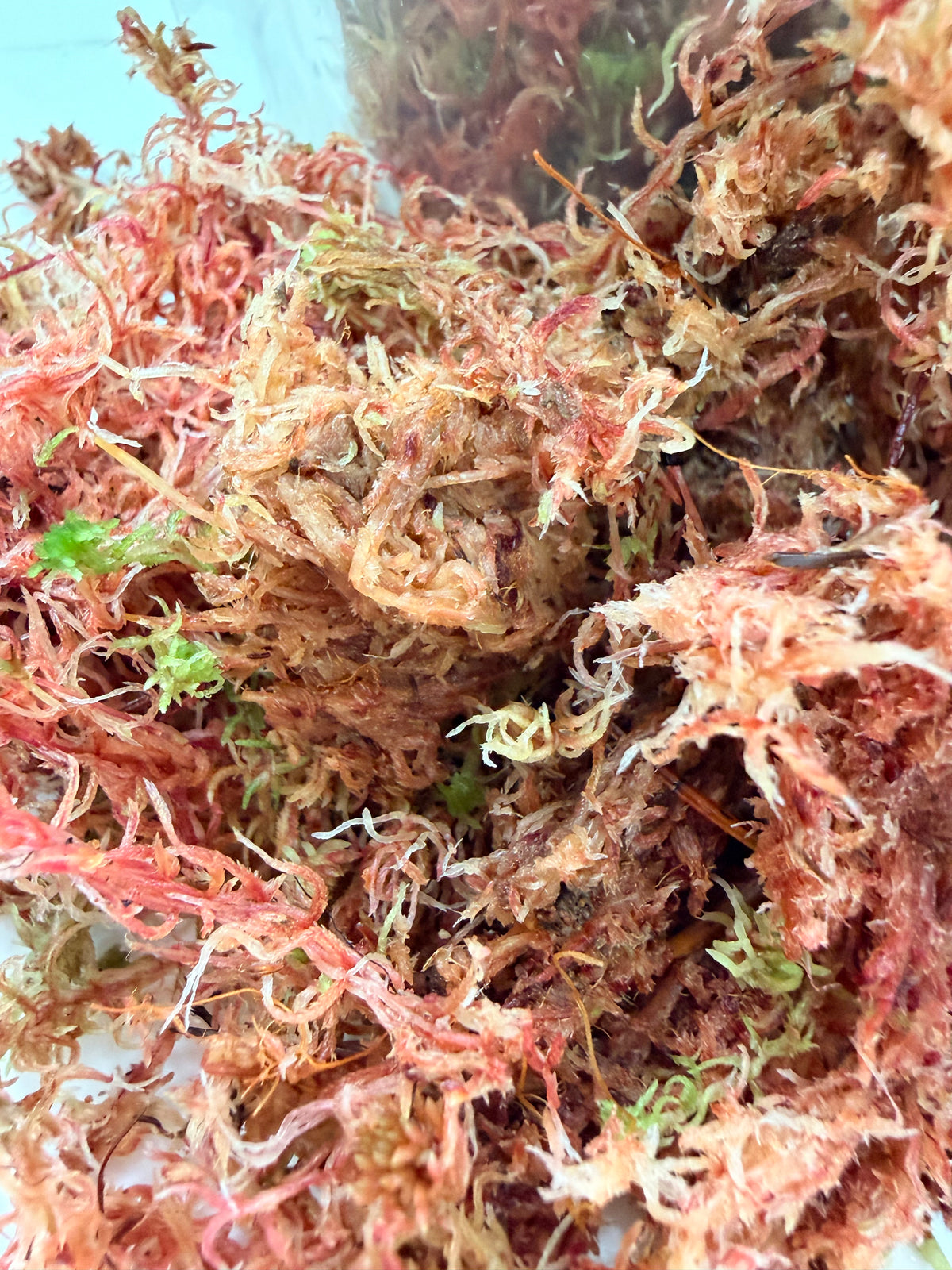 Pink Sphagnum Moss, hand-picked Scottish propagation moss