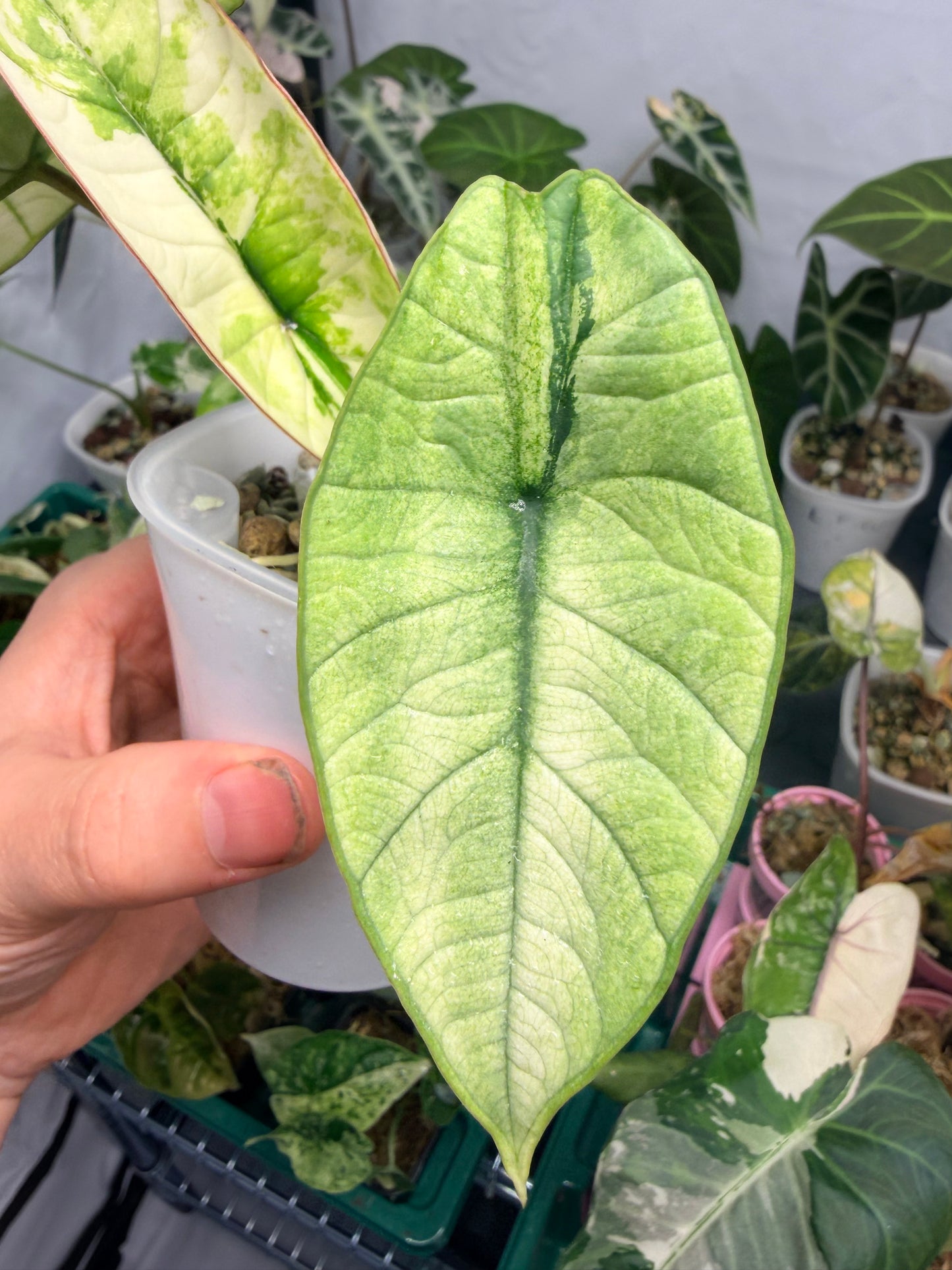 ALOCASIA BISMA PLATINUM ALBO VARIEGATED