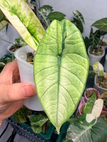 ALOCASIA BISMA PLATINUM ALBO VARIEGATED