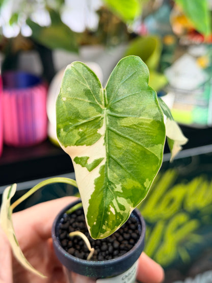 ALOCASIA ODORA OKINAWA SILVER ALBO