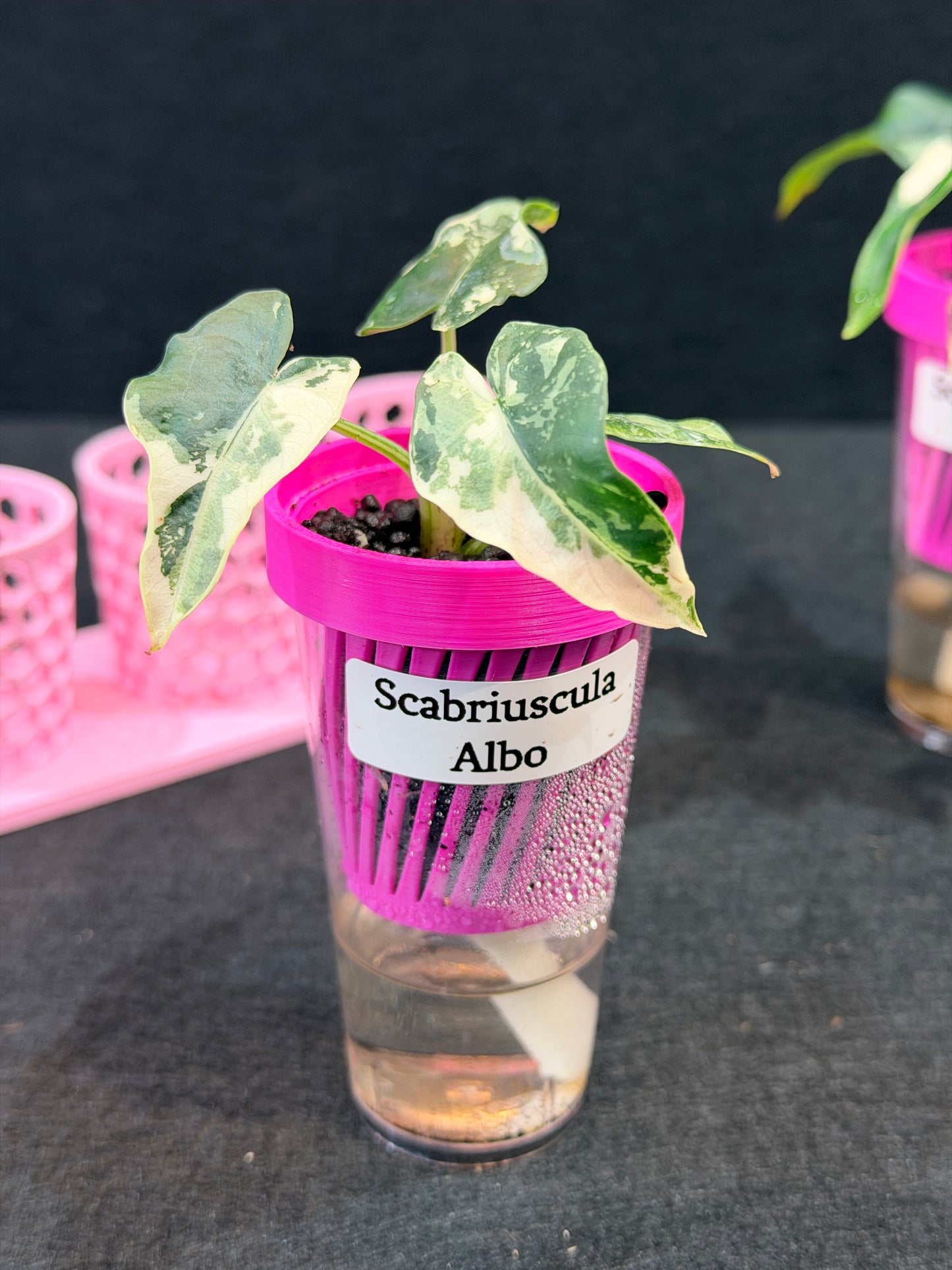 ALOCASIA SCABRIUSCULA ALBO VARIEGATED
