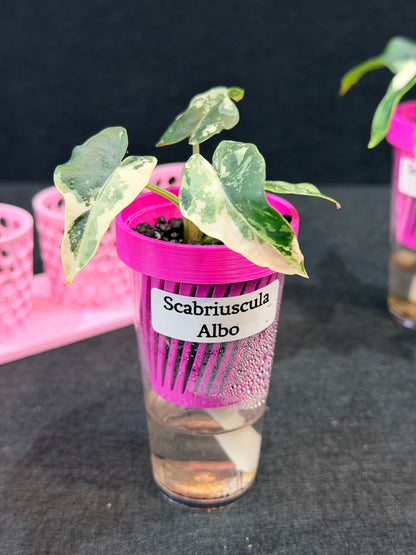 ALOCASIA SCABRIUSCULA ALBO VARIEGATED