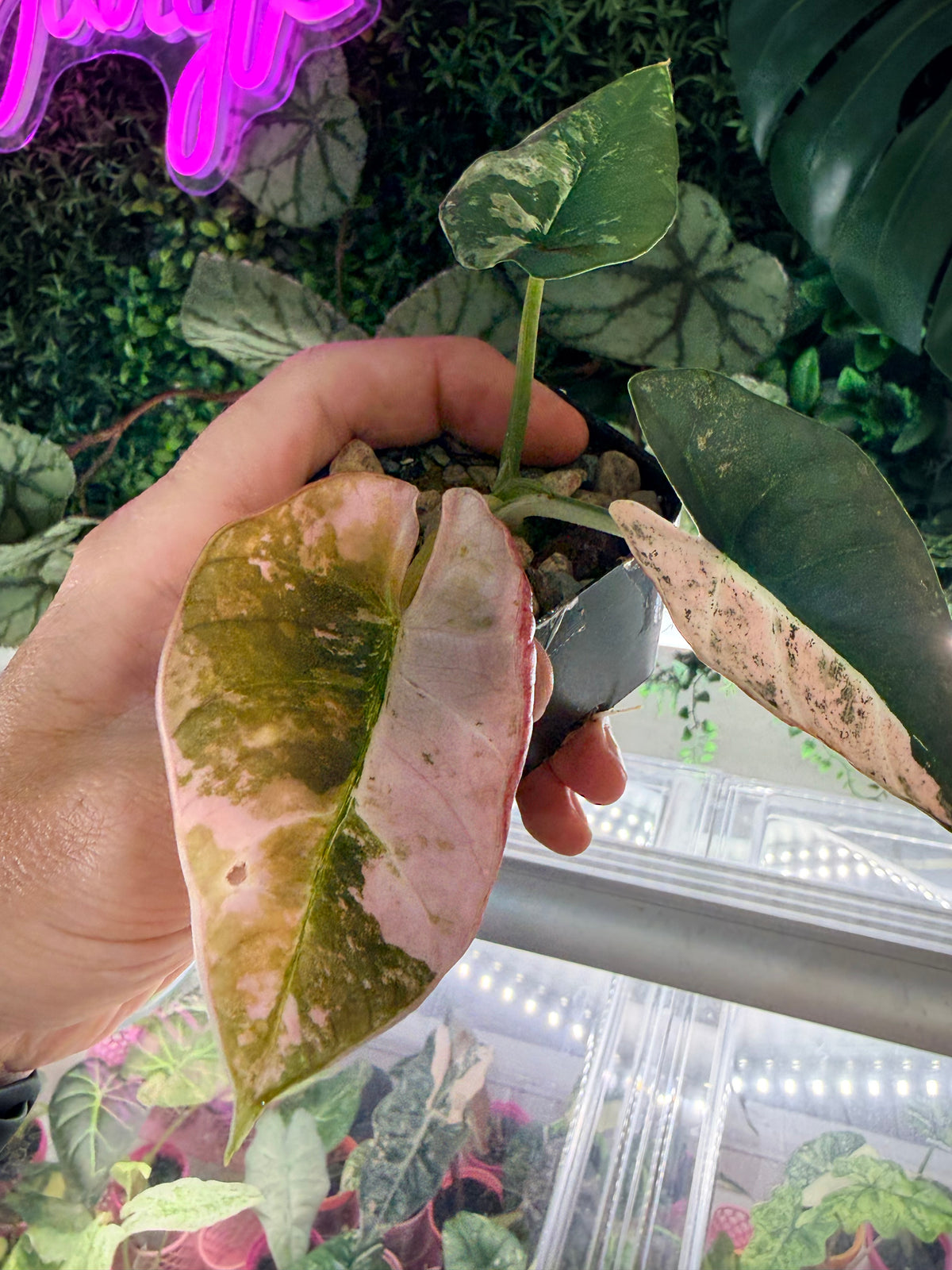 ALOCASIA REGINAE SILVER ALBO VARIEGATED