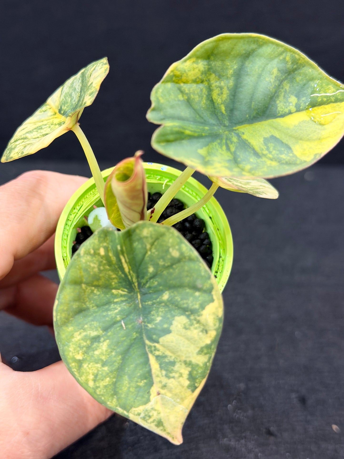 ALOCASIA NEBULA AUREA VARIEGATED