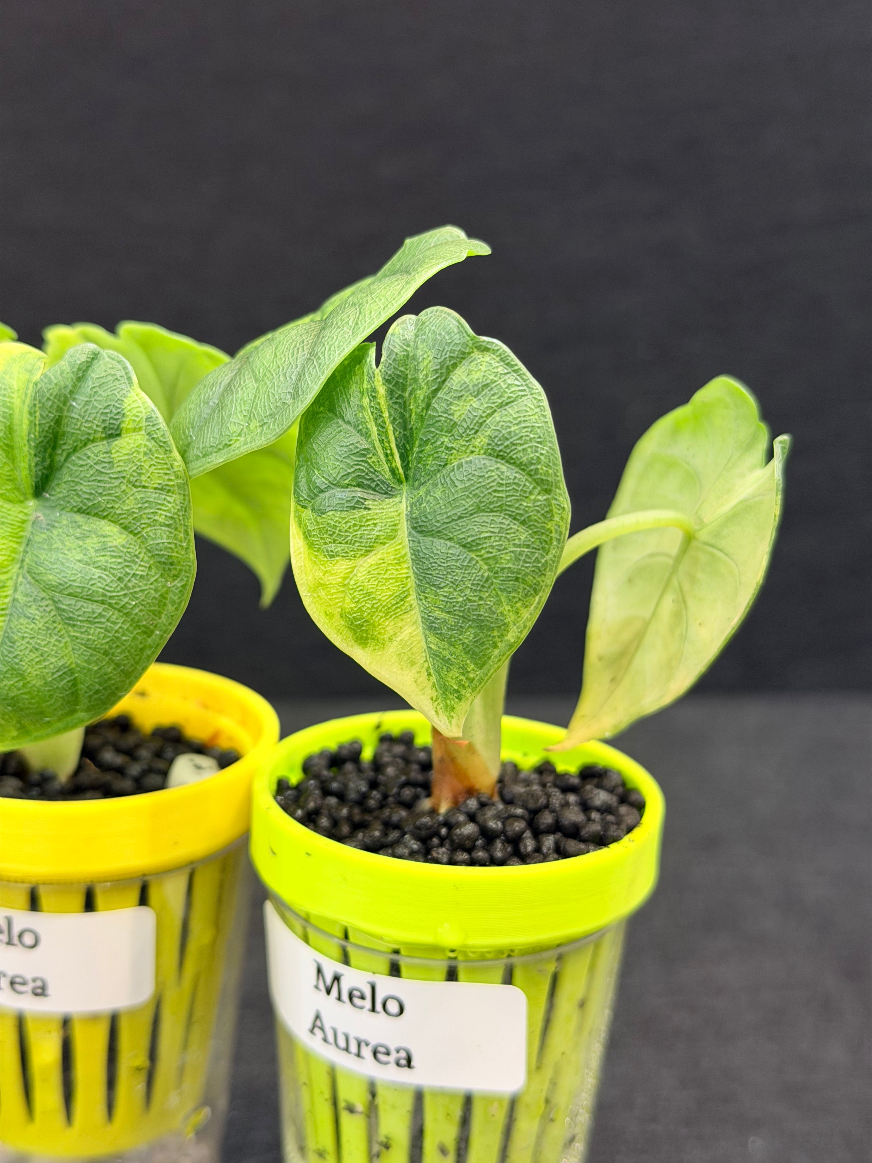 Alocasia melo Aurea | The Alocasia Company