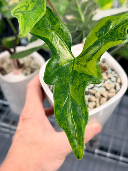 ALOCASIA NYCTERIS "BATWING" AUREA VARIEGATED