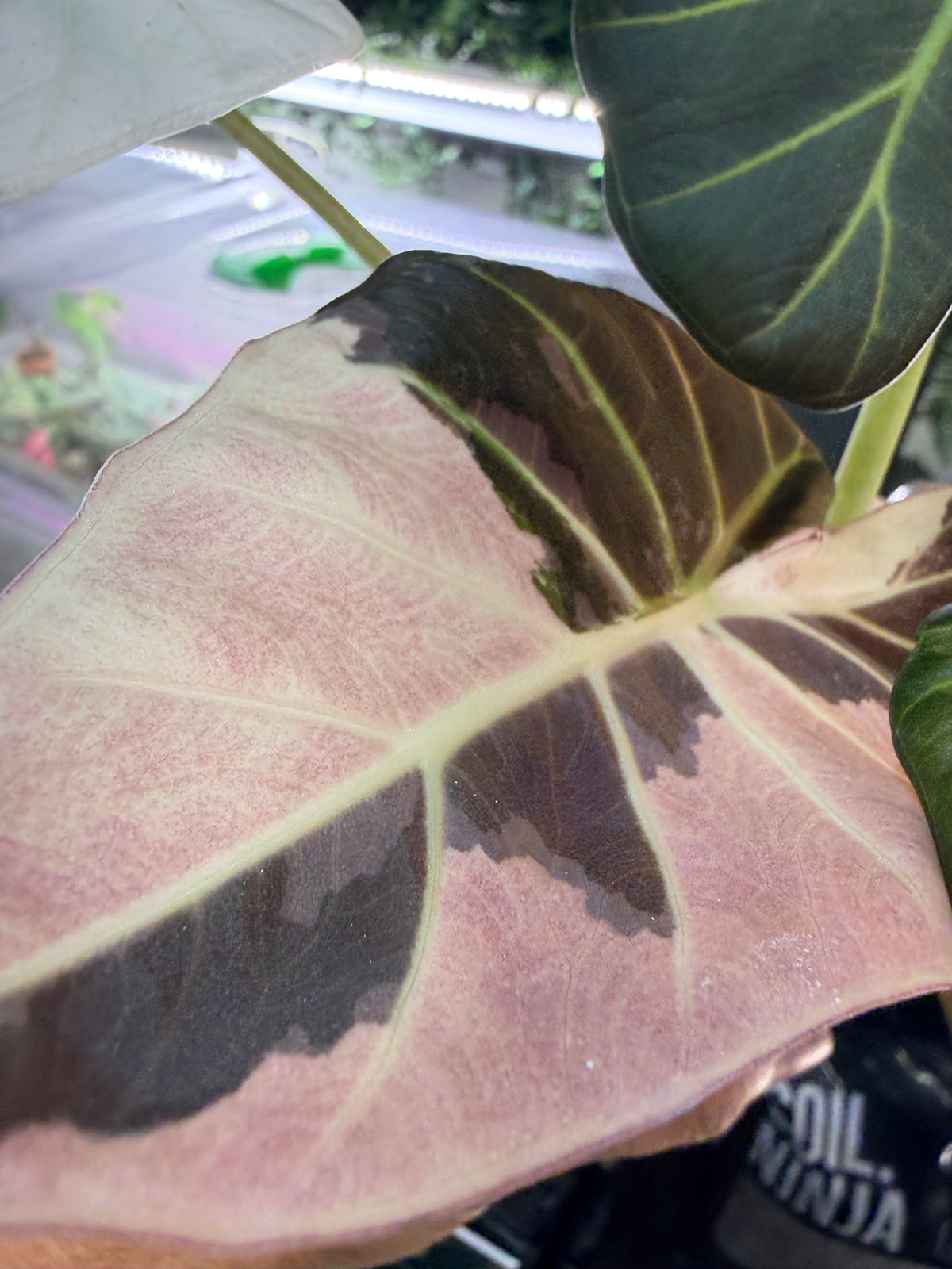 Alocasia 'Regal Shields' Pink Albo, pink and white variegation on huge ruffled shield-shaped leaves