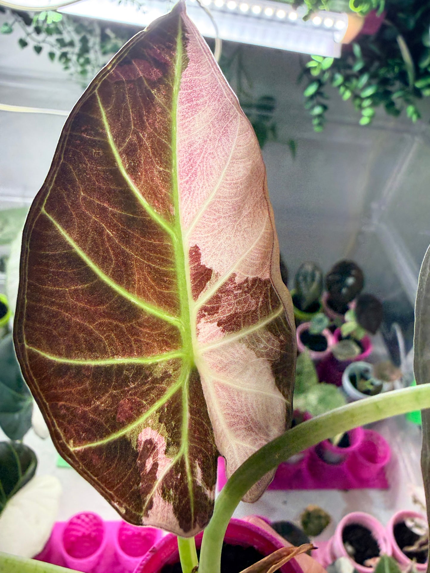 ALOCASIA REGAL SHEILDS ALBO