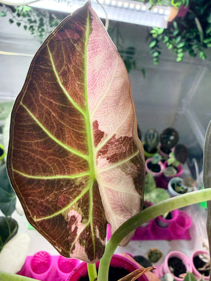 ALOCASIA REGAL SHEILDS ALBO