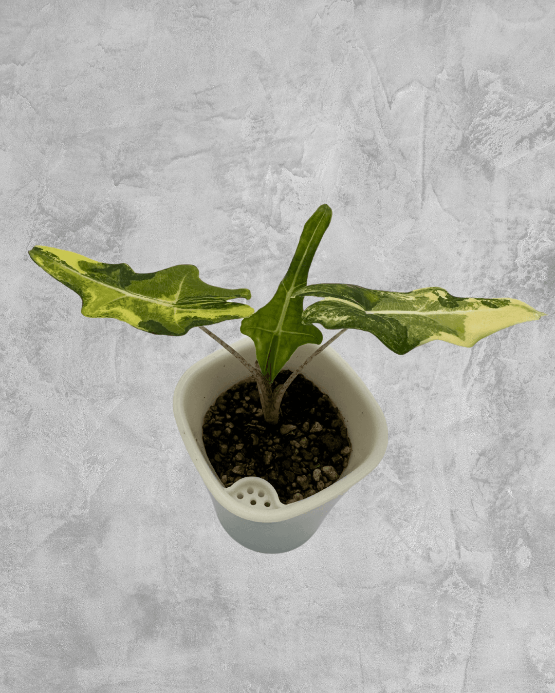 Alocasia Portei Aurea