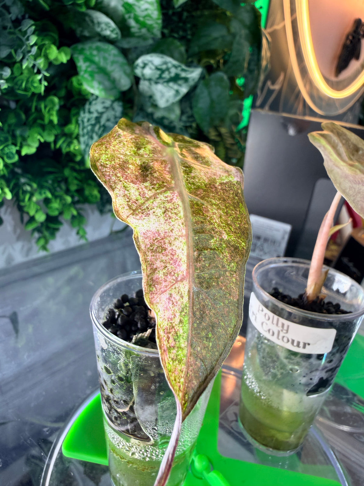 Alocasia 'Polly' Tri-Colour Variegated, pink, yellow and white marbling on arrow-shaped leaves