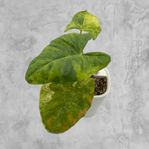 Alocasia macrorrhizos 'Plumbea' Aurea, bold metallic green leaves splashed with golden yellow