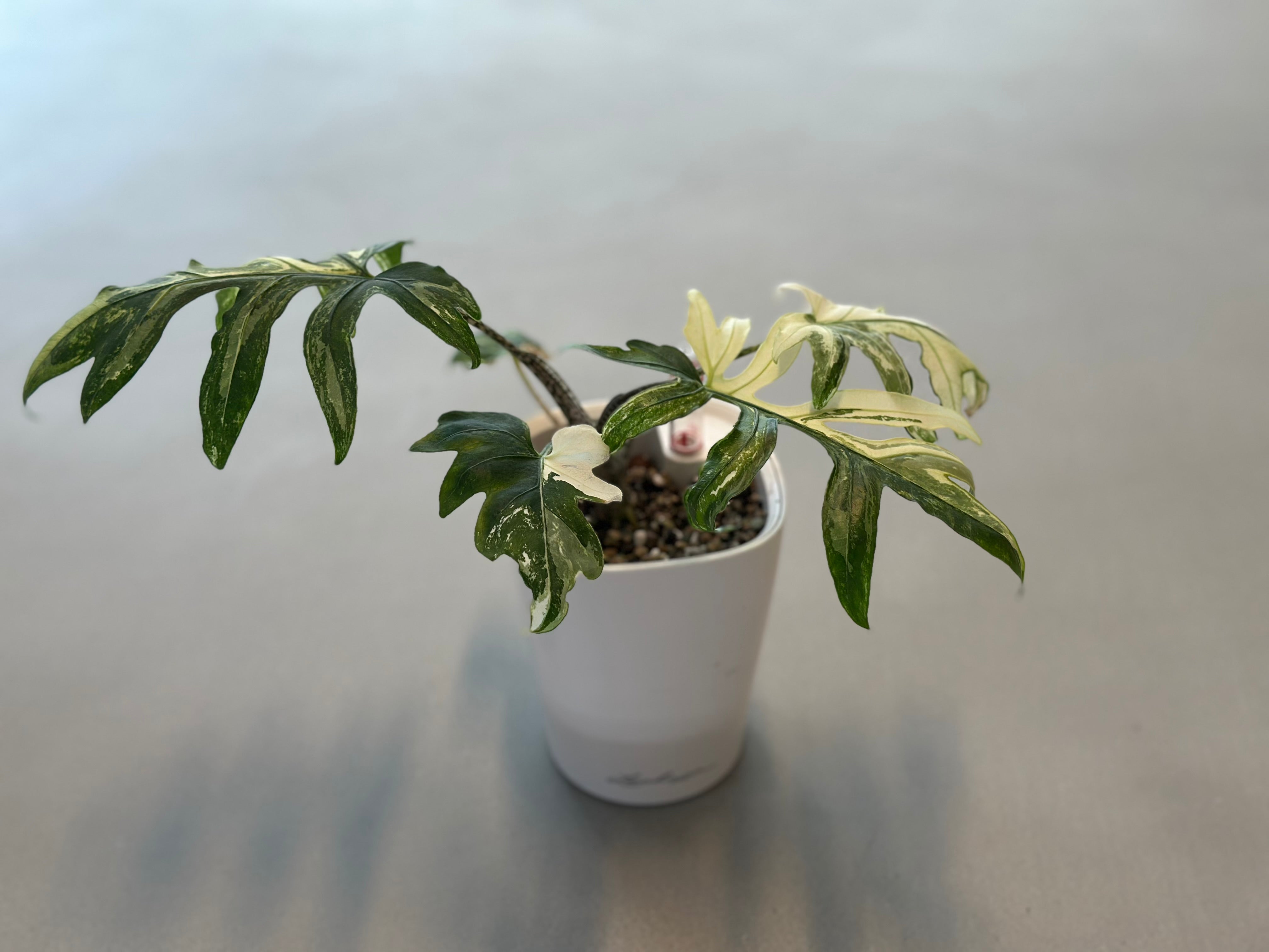 ALOCASIA BRANCIFOLIA ALBO