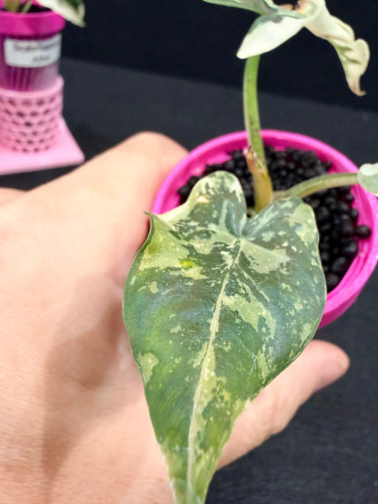 ALOCASIA SCABRIUSCULA ALBO VARIEGATED