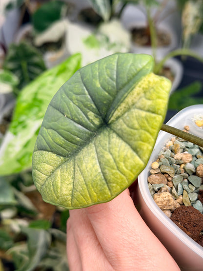 ALOCASIA BISMA PLATINUM ALBO VARIEGATED