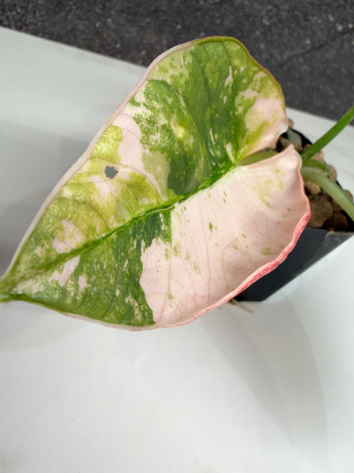 ALOCASIA REGINAE SILVER ALBO VARIEGATED