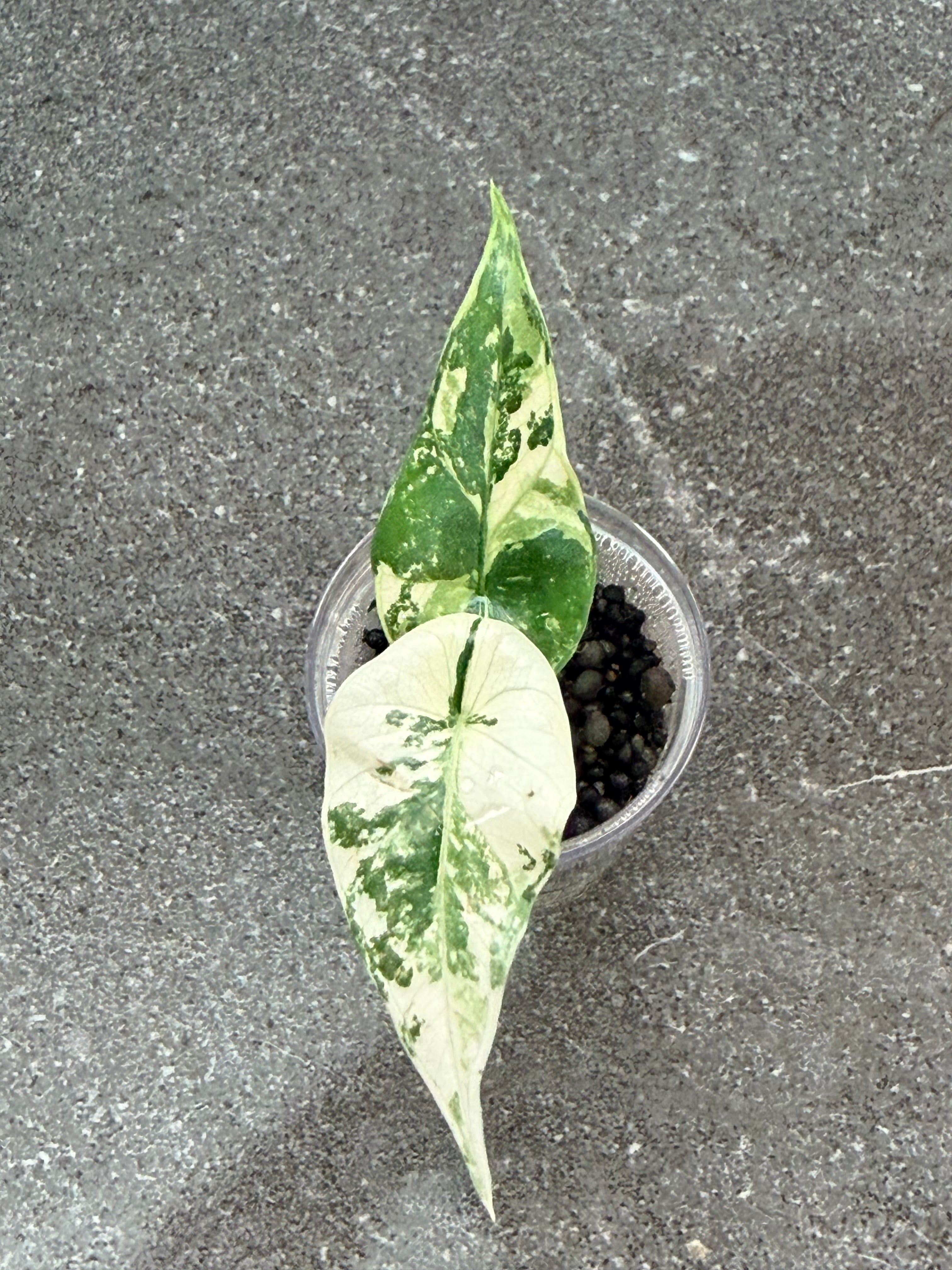 アロカシアシンポアルボバリエガータ　斑入り Alocasia Simpo Albo – Rare White Variegated Plant – The Alocasia