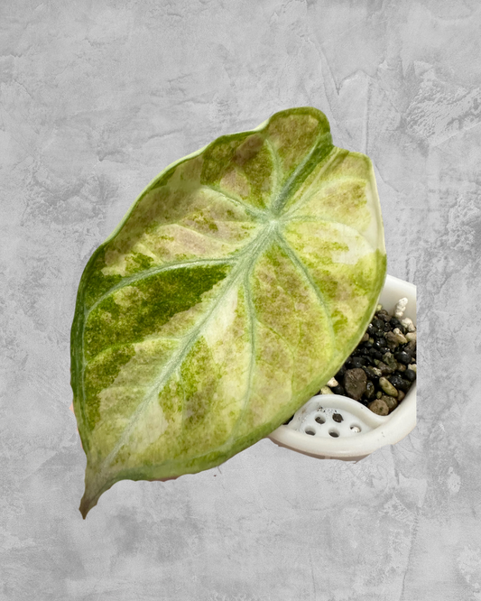 Ninja Splash Variegated