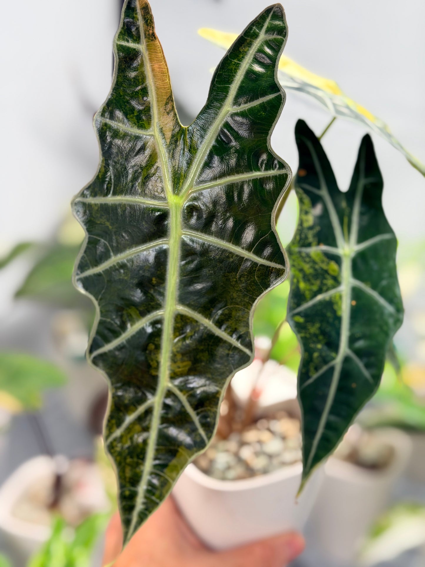 Alocasia sanderiana Aurea Variegated, yellow-gold sectors across deeply lobed kris-edged leaves