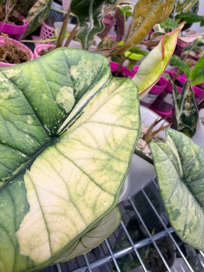 ALOCASIA BISMA PLATINUM ALBO VARIEGATED