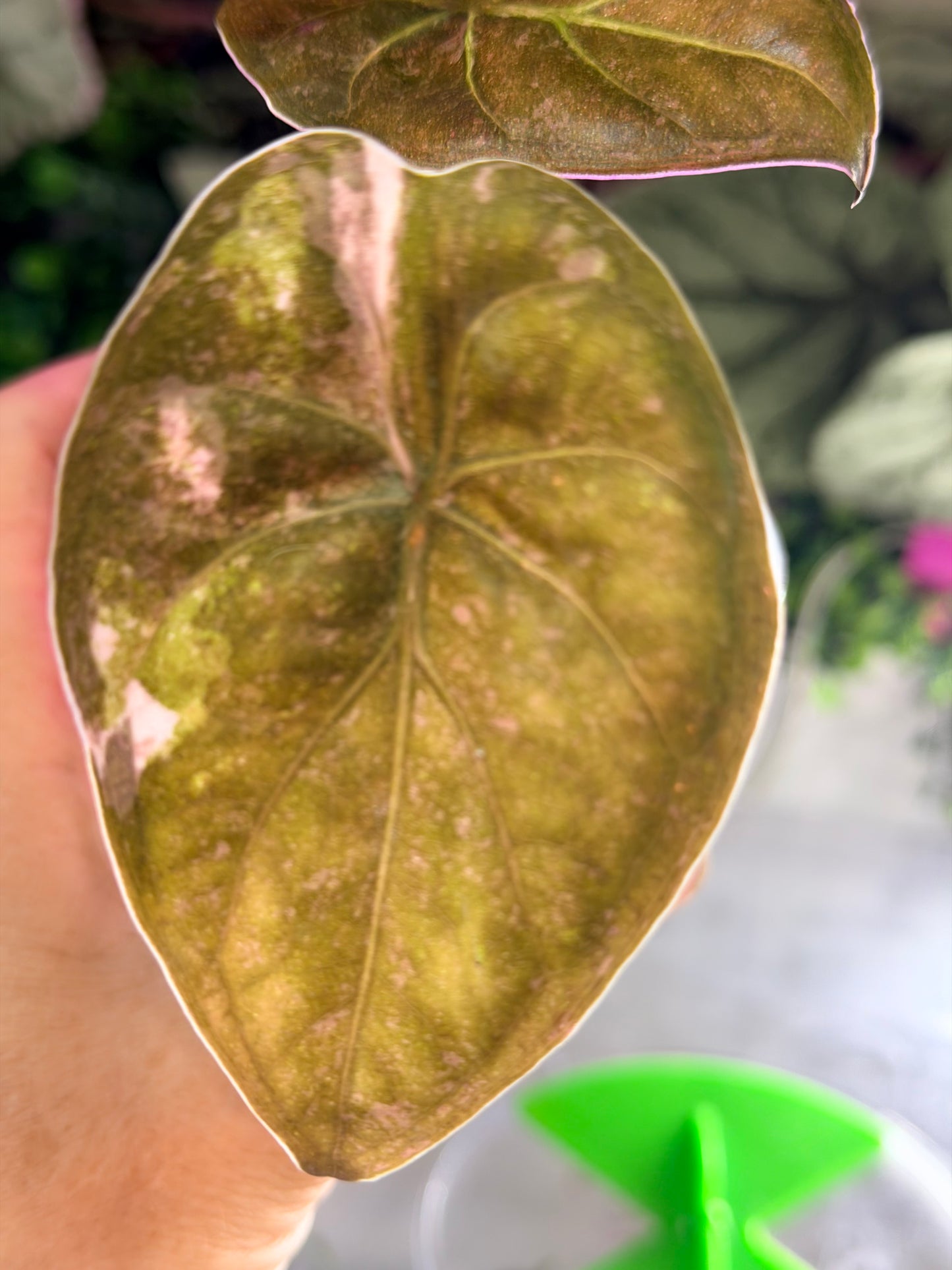 ALOCASIA WENTII PINK SPLASH
