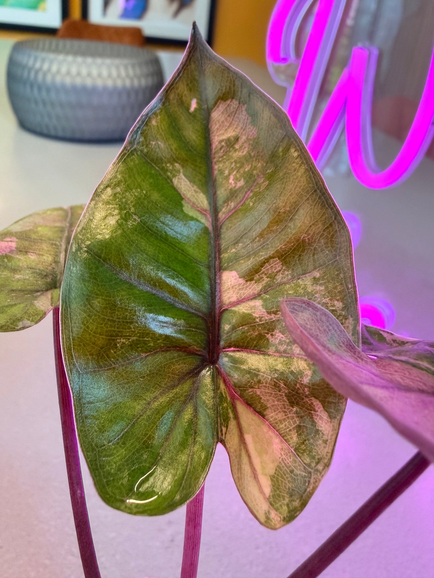 ALOCASIA MACRORRHIZOS 'PLUMBEA' NIGRA PINK VARIEGATED