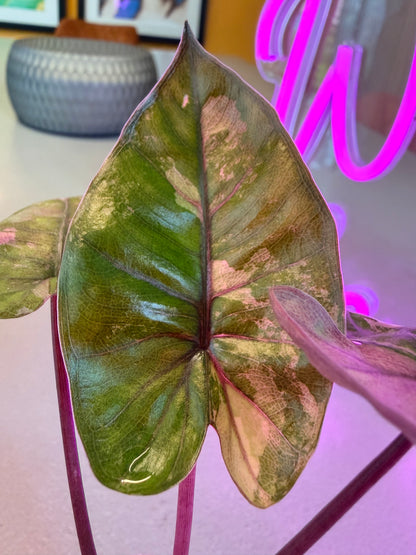ALOCASIA MACRORRHIZOS 'PLUMBEA' NIGRA PINK VARIEGATED