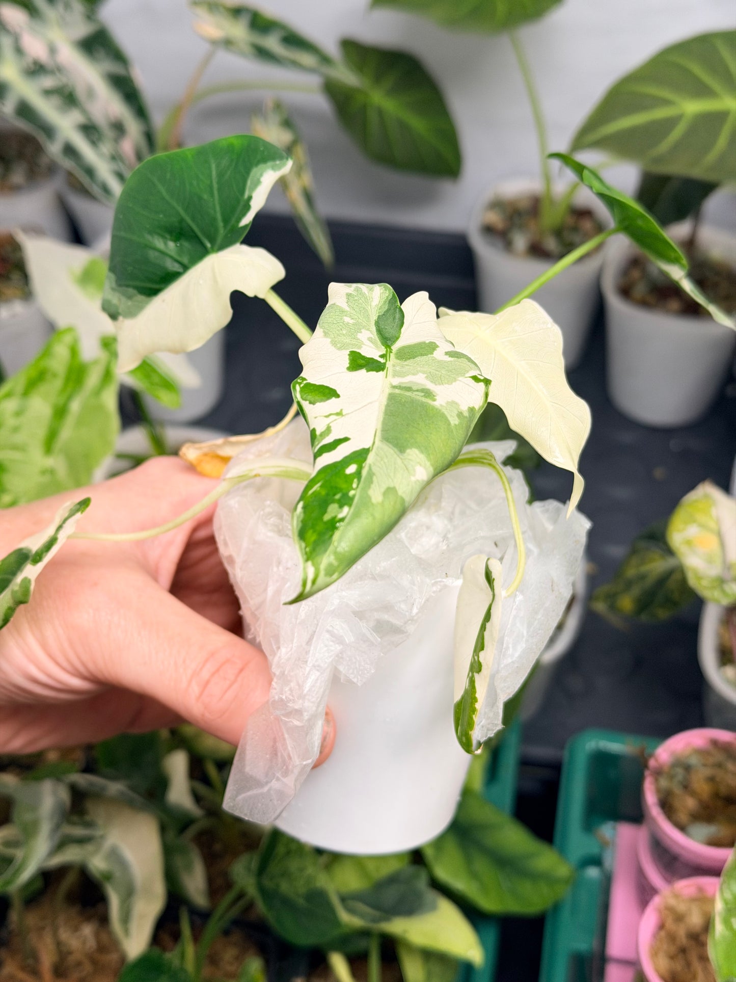 ALOCASIA ODORA OKINAWA SILVER ALBO