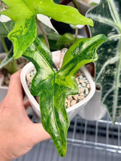 ALOCASIA NYCTERIS "BATWING" AUREA VARIEGATED