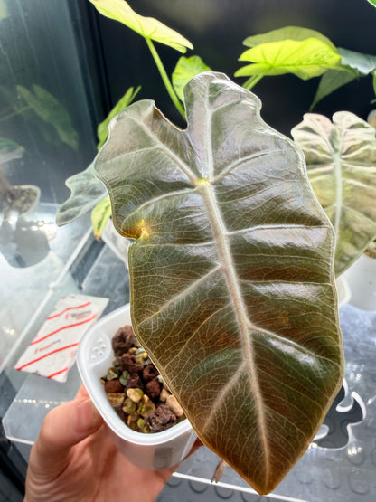 ALOCASIA PSEUDOSANDERIANA PINK VARIEGATED