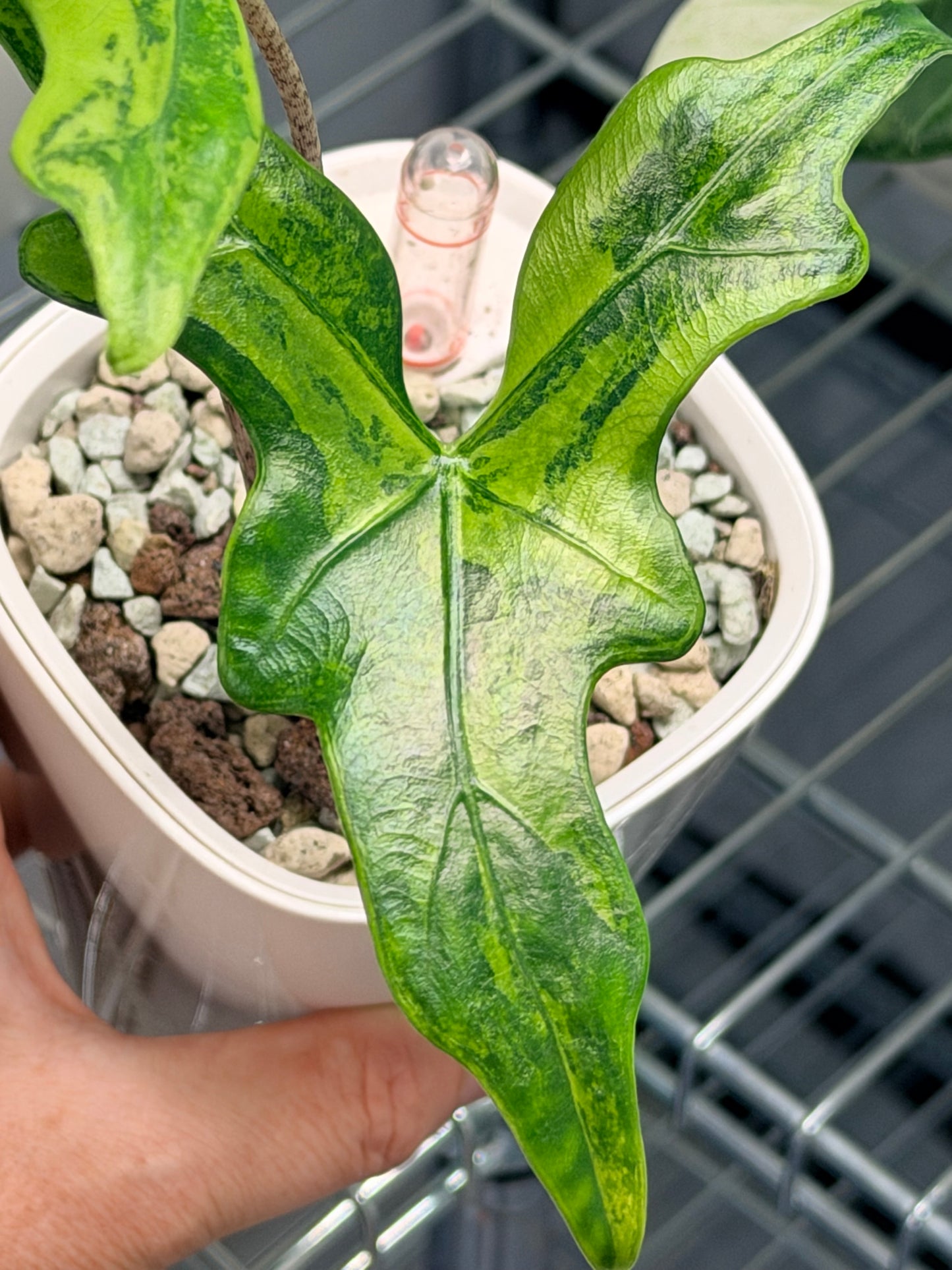 ALOCASIA NYCTERIS "BATWING" AUREA VARIEGATED
