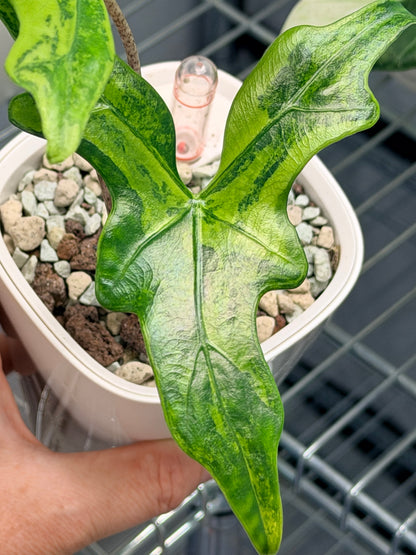 ALOCASIA NYCTERIS "BATWING" AUREA VARIEGATED