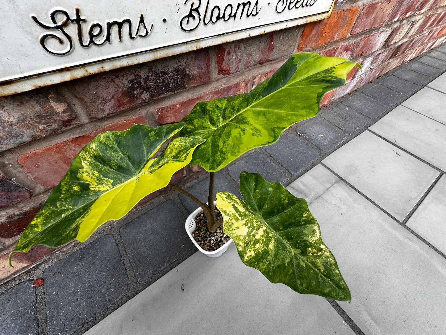 Alocasia Portodora Aurea