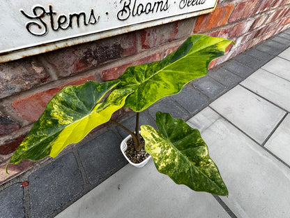 ALOCASIA PORTORA AUREA
