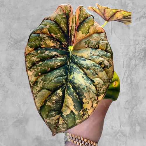 Nebula Variegated