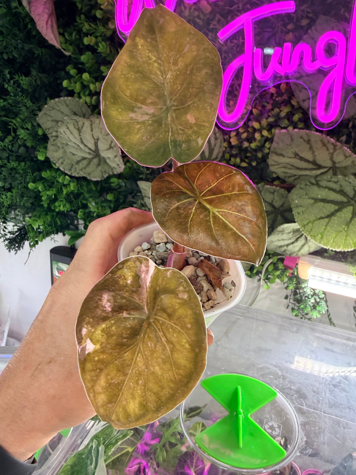 ALOCASIA WENTII PINK SPLASH
