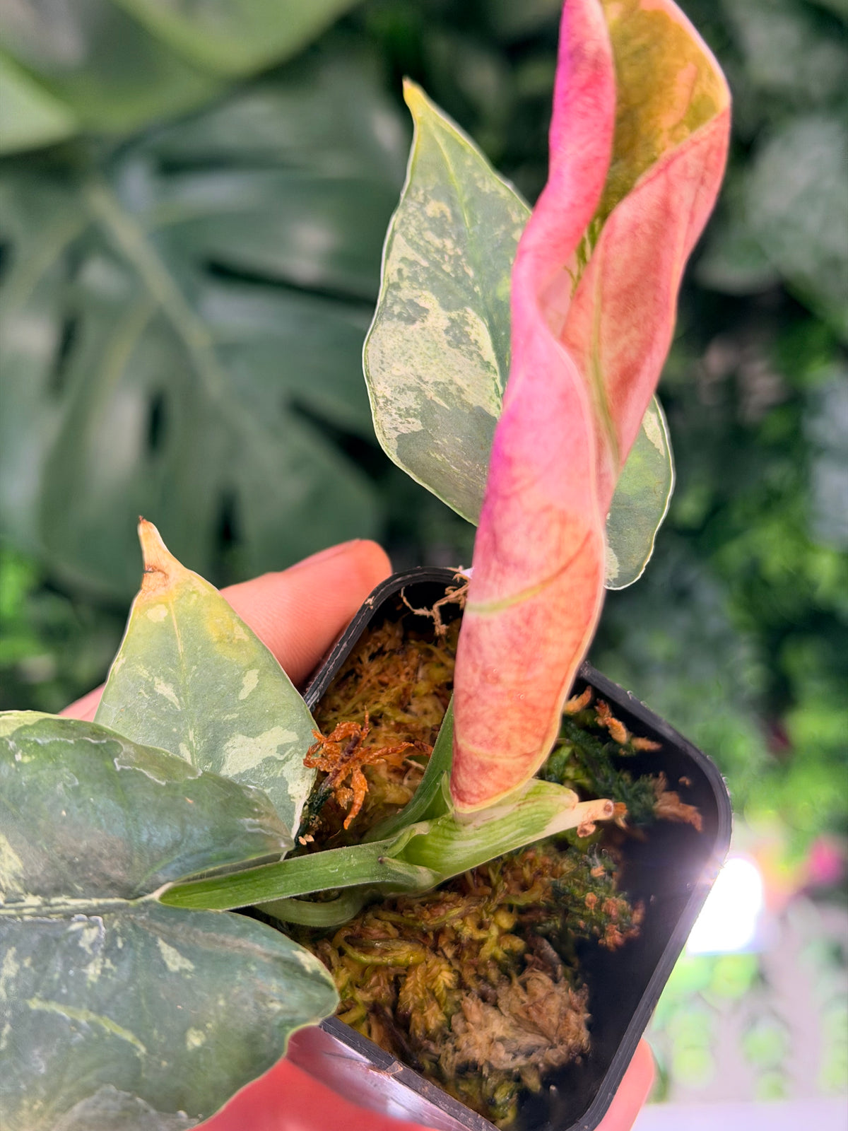 ALOCASIA REGINAE SILVER ALBO VARIEGATED
