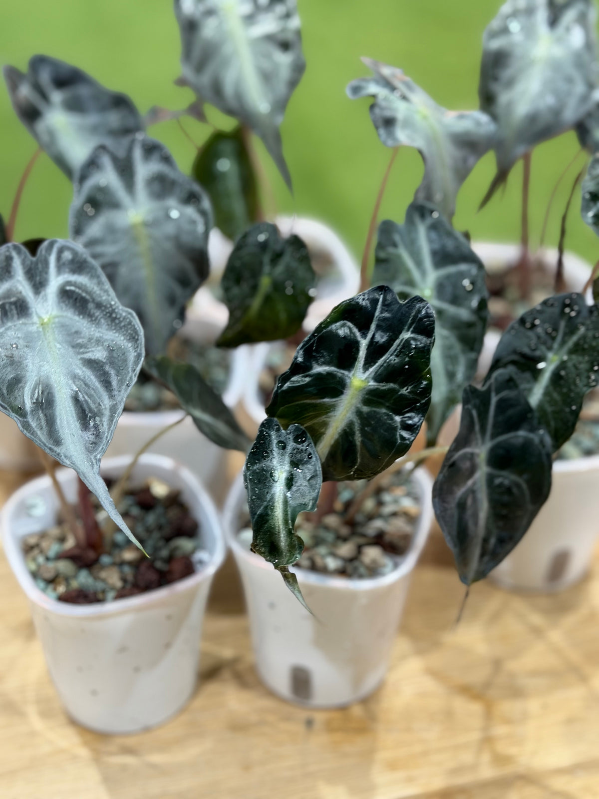 Alocasia 'Venom', dark foliage marked with bold contrasting snakeskin veining