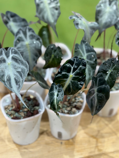 ALOCASIA VENOM