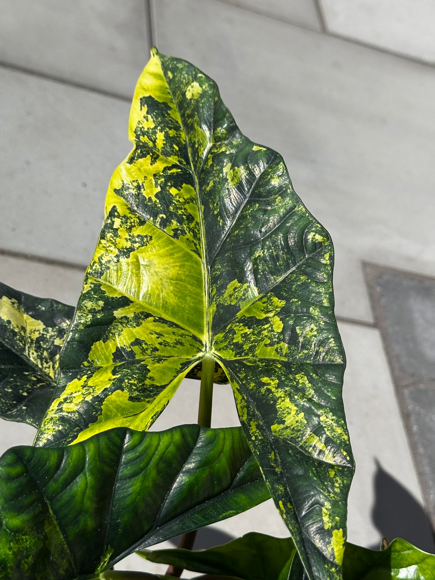 Alocasia Simpo Aurea