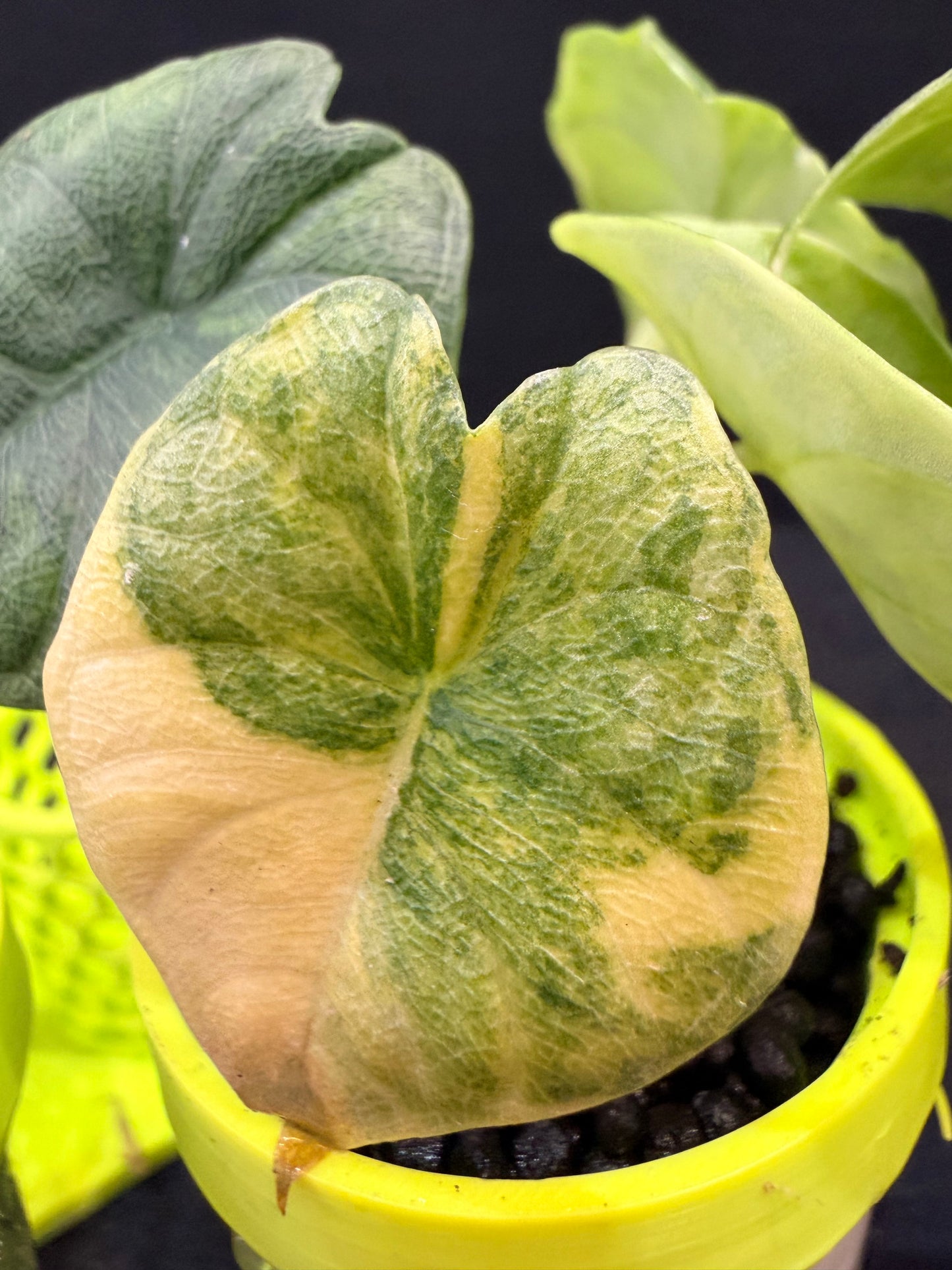 ALOCASIA MELO AUREA
